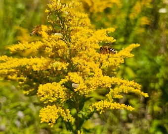 Goldenrod Herbs Tea~Wild Harvested Summer 2024~Dried Leaves and Flowers~2oz