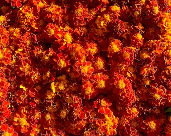Marigold Flowers Tea Dried Organic Tagetes Harvested 2025