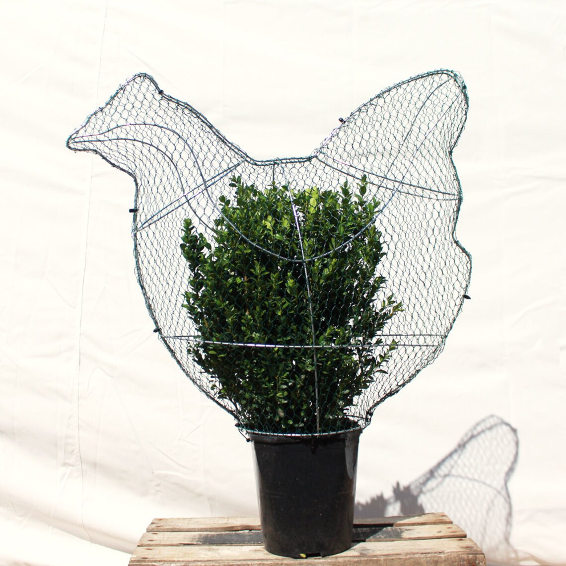 Handmade Topiary Chicken / Hen Frame for Plants Perfect for the Budding