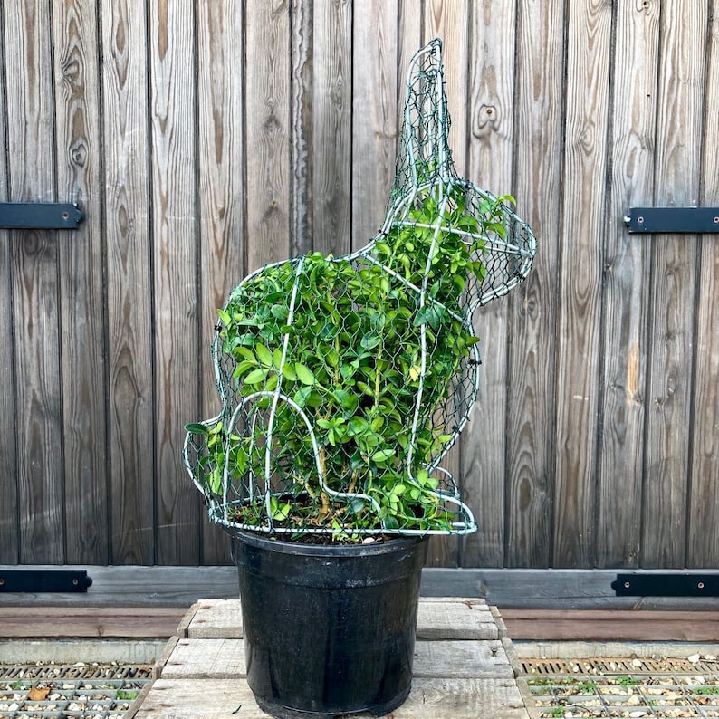 Handmade Topiary Rabbit Frame - for Plants - Perfect for the Budding ...