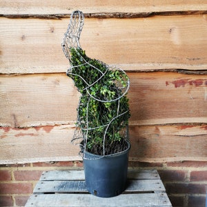 May include: A wire mesh elephant topiary with green foliage growing inside. The topiary is in a black plastic pot and is sitting on a wooden surface.