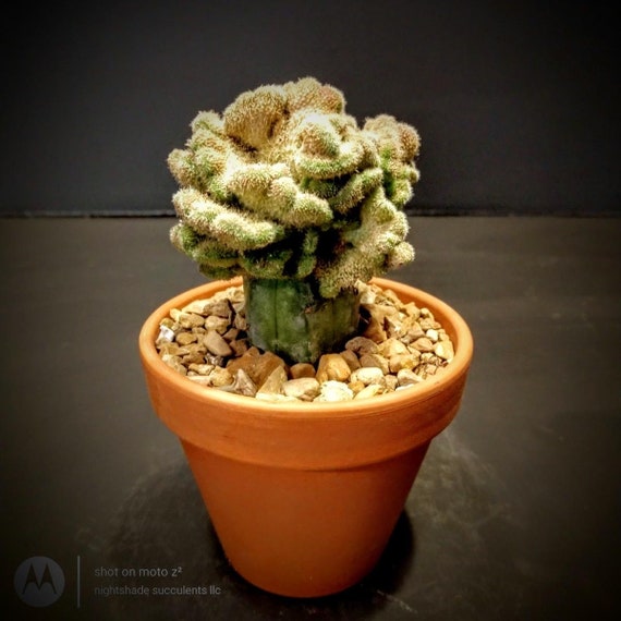 Mammillaria Compressa Cv Yokan Grafted Crest 3 Pot Ships Etsy