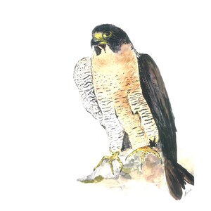 PEREGRINE FALCON Print of Original Watercolour Painting, Watercolour Predatory Birds Giclee Print