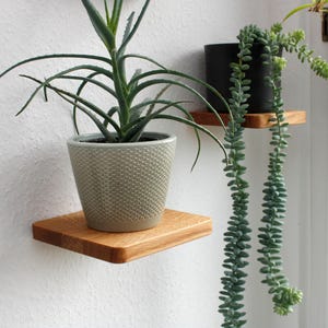 Könnte beinhalten: Zwei Holzregale an der Wand mit Pflanzen in Töpfen. Das obere Regal hat einen schwarzen Topf mit einer herabhängenden Sukkulentenpflanze. Das untere Regal hat einen grauen Topf mit einer grünen Pflanze mit langen Blättern.