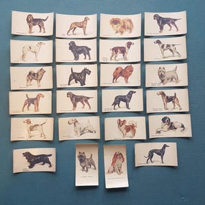 Cartões de transferência de cães vintage John Player - 24 cartões de todas as raças diferentes de cães - Cartões 6,5 x 3,5 cm