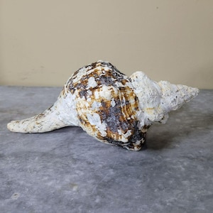 May include: A large, natural seashell with a spiral shape. The shell features a mix of white, brown, and tan colors, with a textured surface. The shell is a decorative item, perfect for coastal decor.