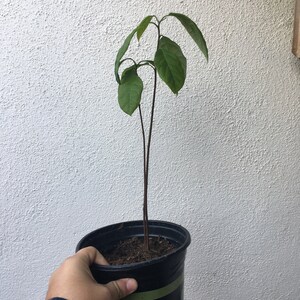 Organic Avocado sapling, Hass, Live