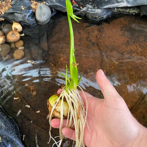 Live water chestnut plant (VietNamese White Water wild Chestnut) (Sagittaria trifolia) ‘katniss’ ‘wapato’