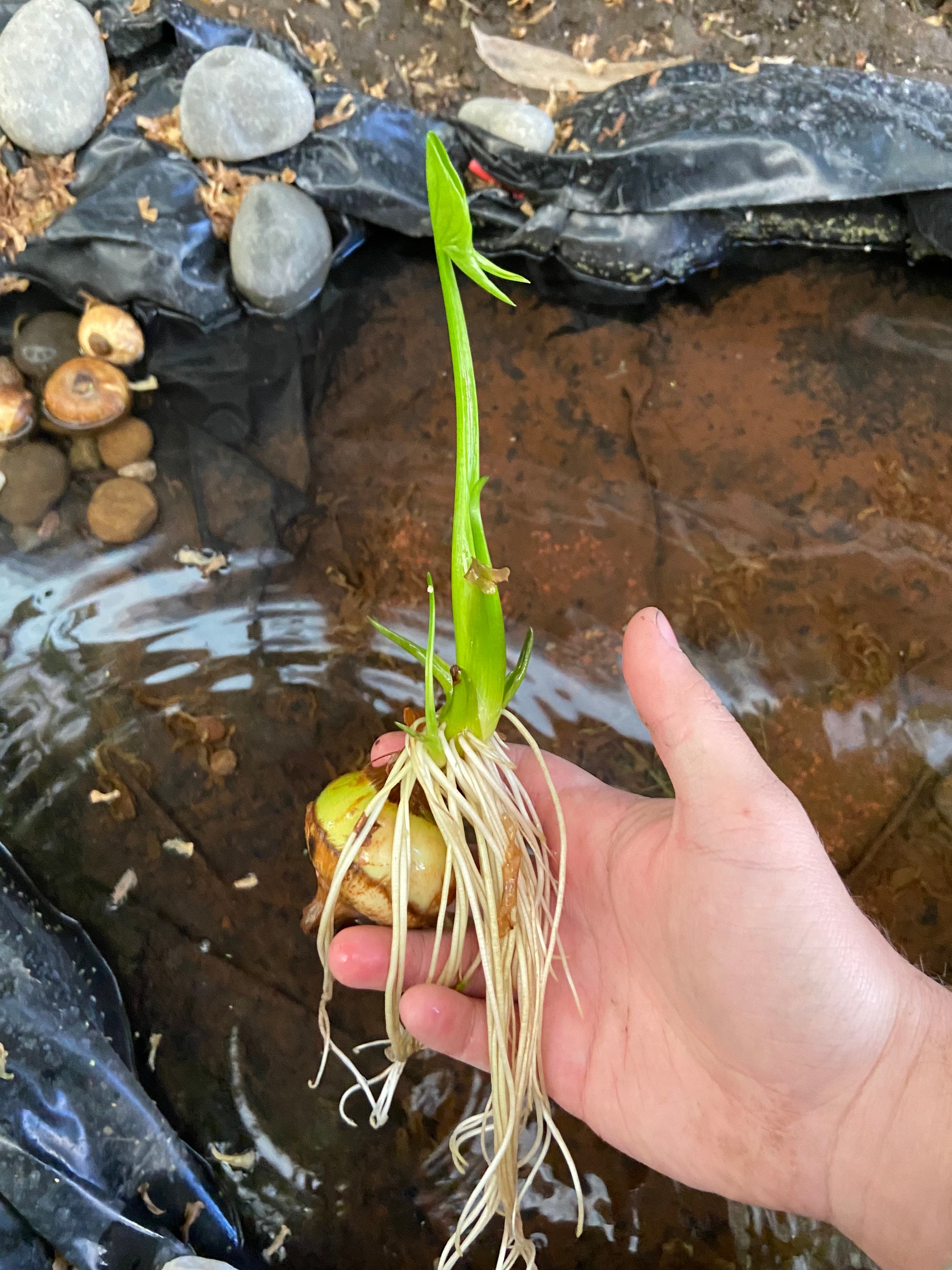 Live water chestnut plant VietNamese White Water wild Etsy