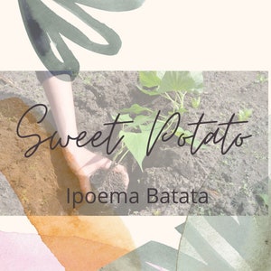 Pode incluir: Imagem de uma planta de batata doce a ser plantada no solo. O texto "Sweet Potato" está escrito em itálico, com o nome científico "Ipoema Batata" abaixo. O fundo tem salpicos de cor em estilo aquarela.