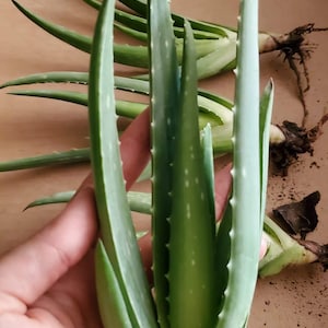 Aloe Vera Pup Twins  2 count organic 2019-2020