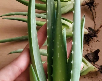 Aloe Vera Pup Twins confezione da 2 biologico 2019-2020