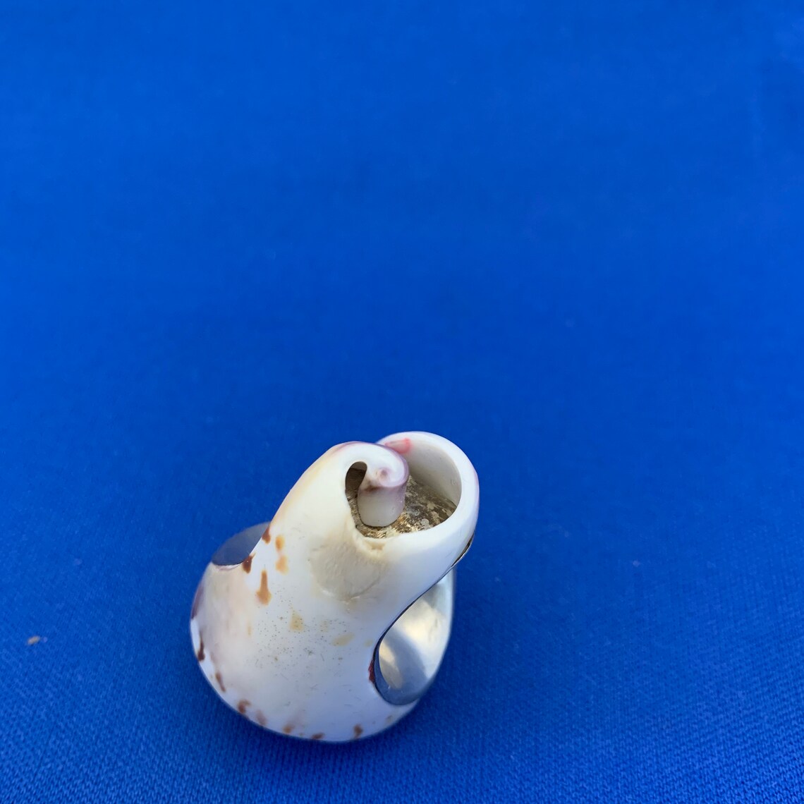 Vintage shell ring natural carved seashell ring seashell Etsy