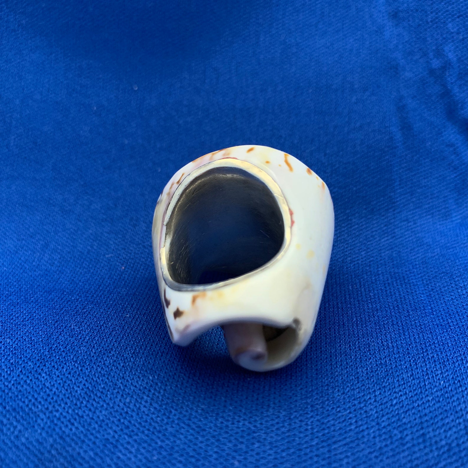 Vintage shell ring natural carved seashell ring seashell Etsy
