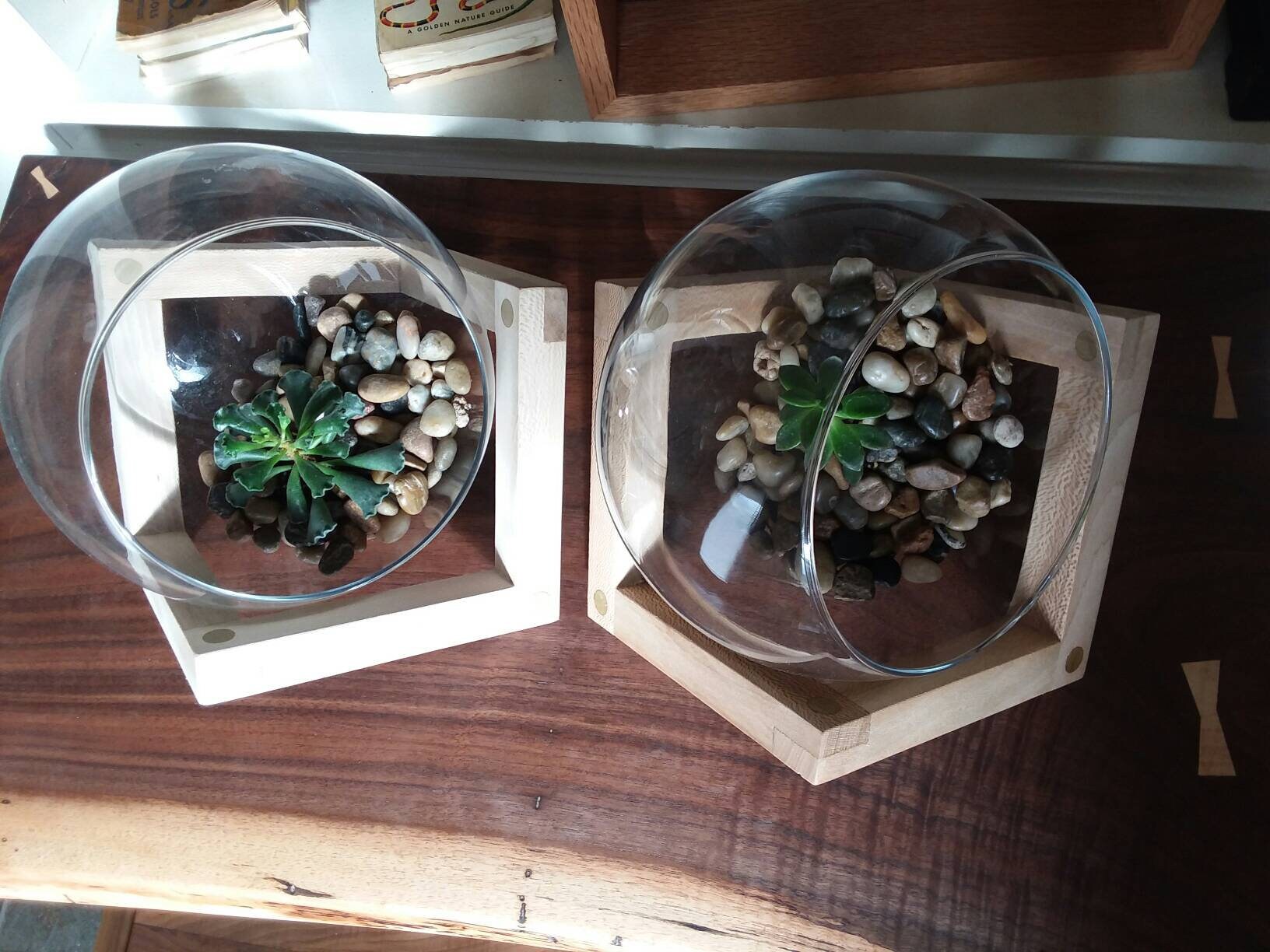 Tabletop Terrarium With Wood Base Etsy