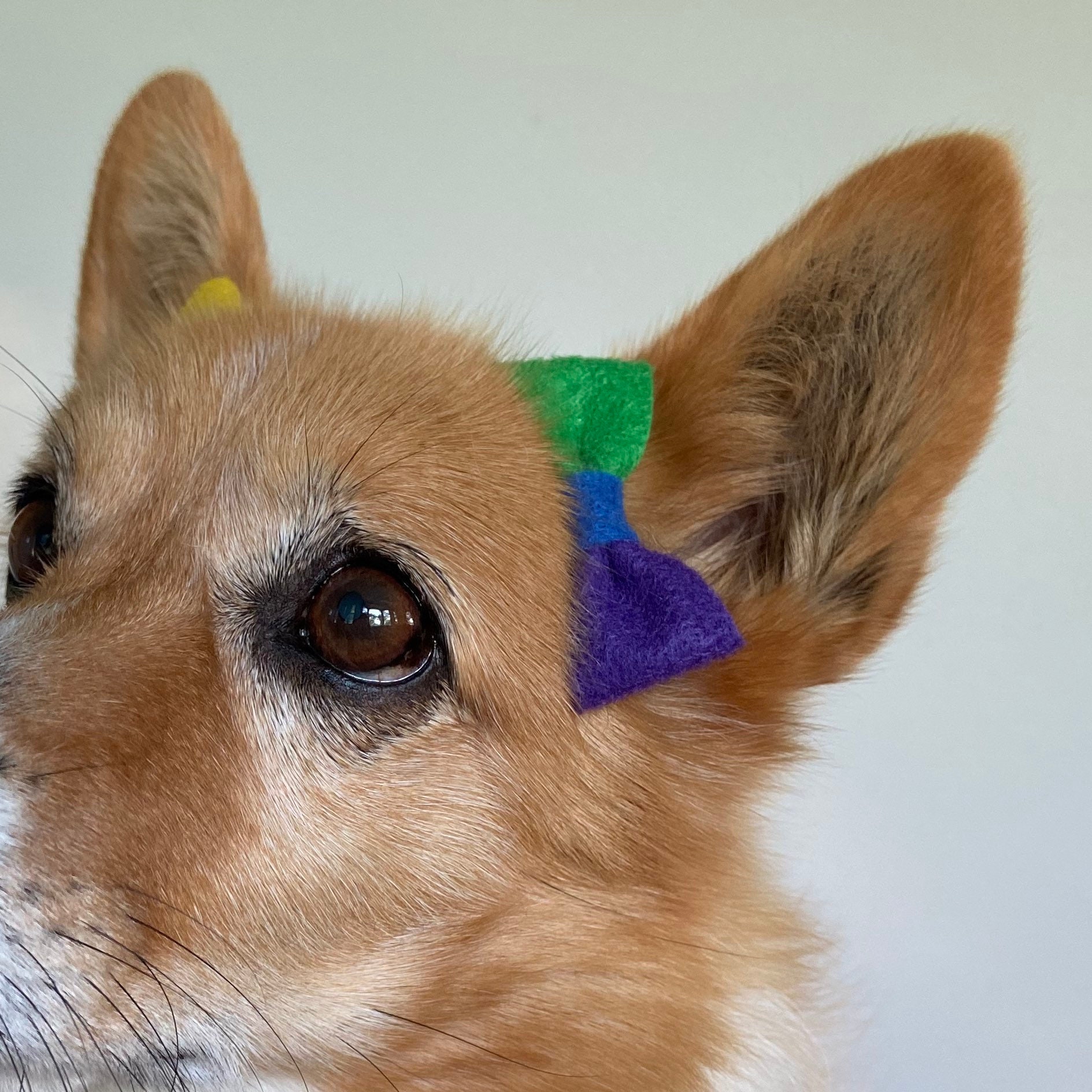 RAINBOW Ear Bows for Puppy Dogs Etsy