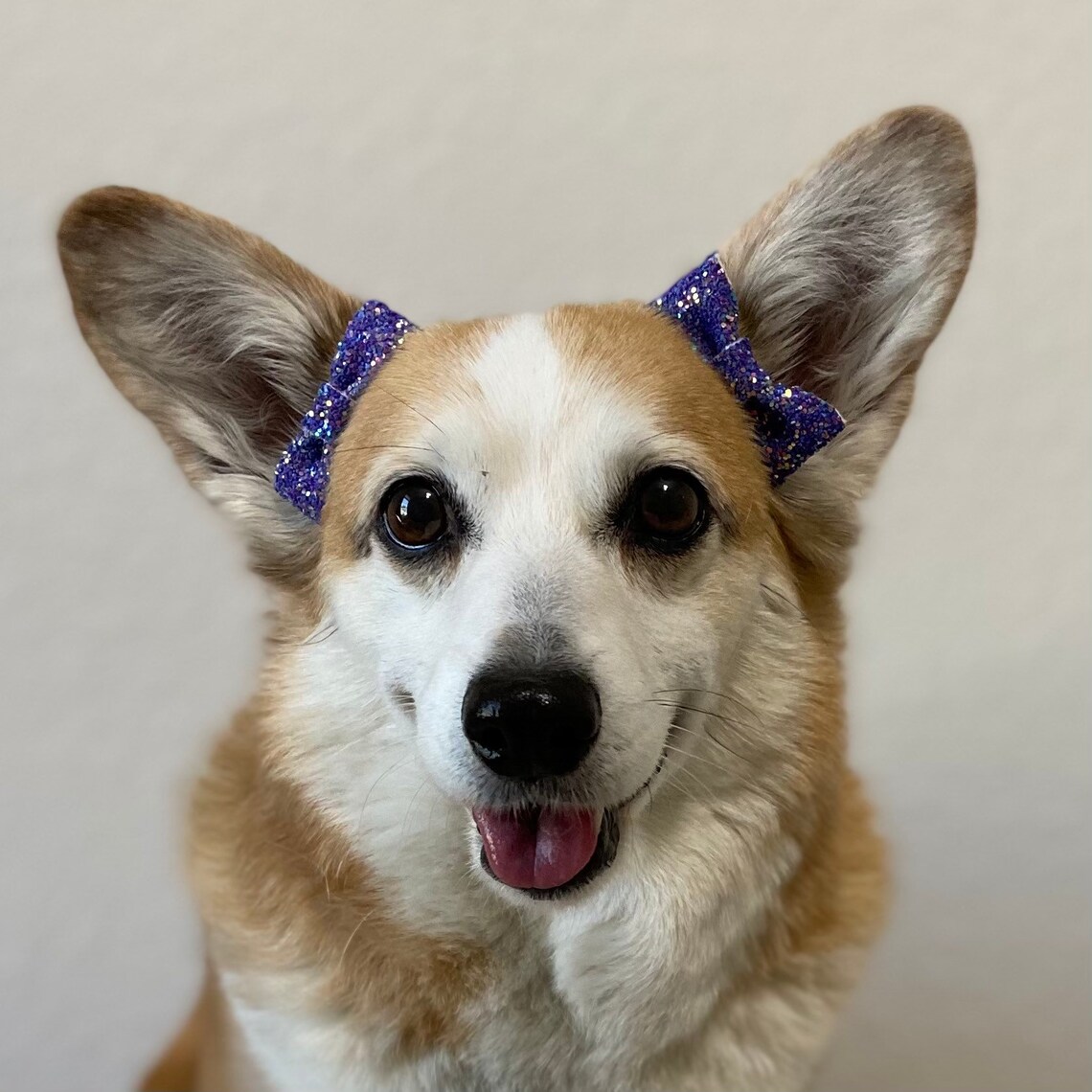 PURPLE CRYSTAL GLITTER Ear Bows for puppy dogs Etsy