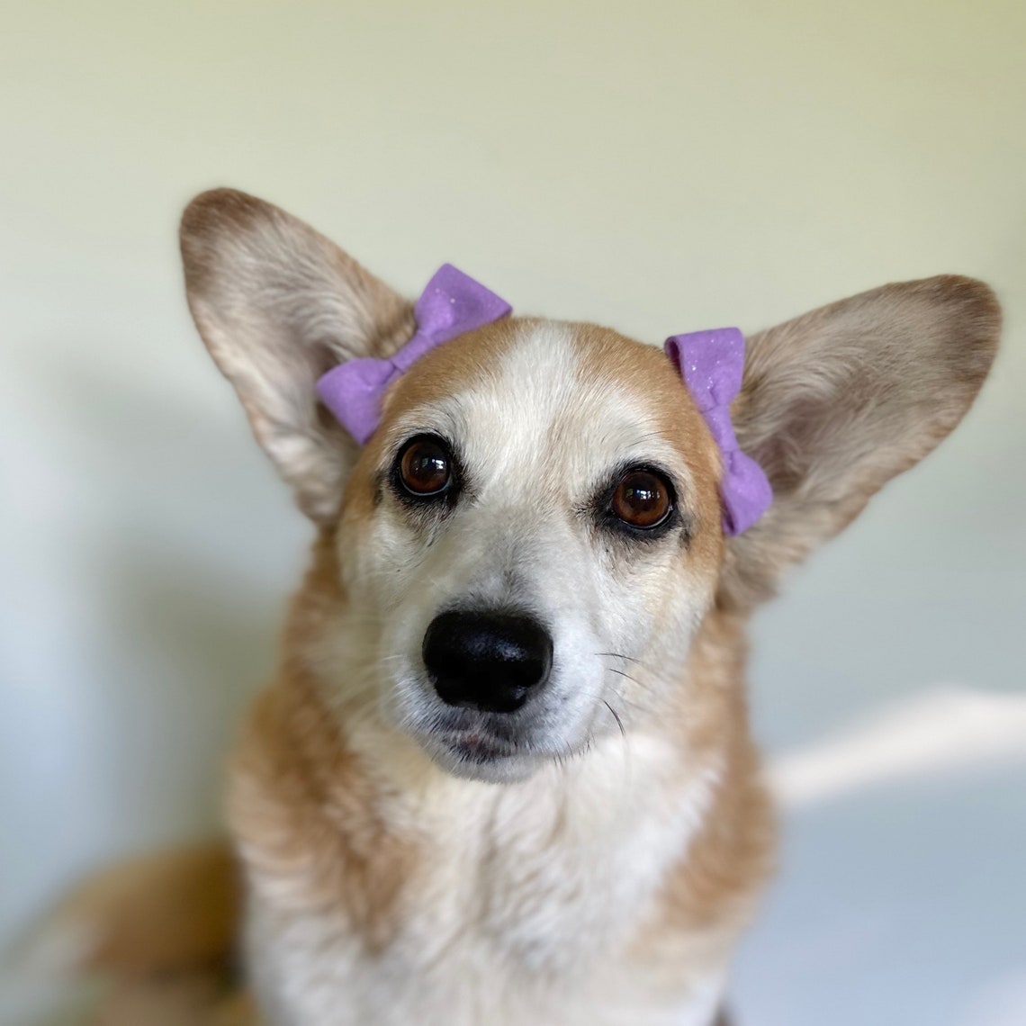 Sparkle Ear Bows for Puppy Dogs Etsy