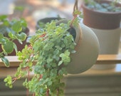 Small Concrete Hanging Planter