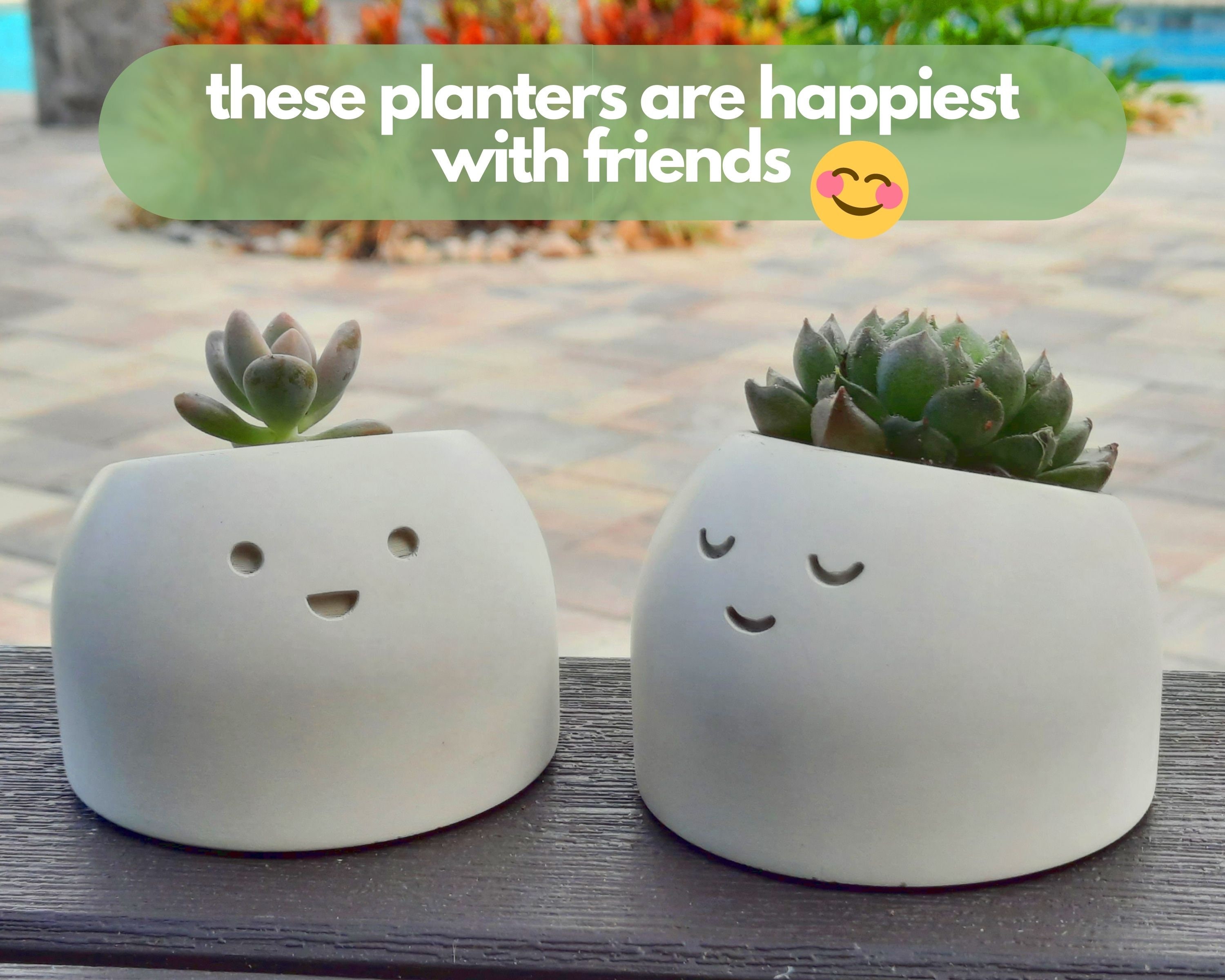 Holders decorativos outros tillandsia haken terrarium anterior Cute air plant holder