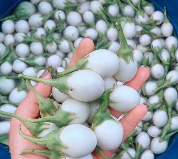 Thai White Garden Eggplant Seed Non GMO | white egg eggplant | garden egg  eggplant