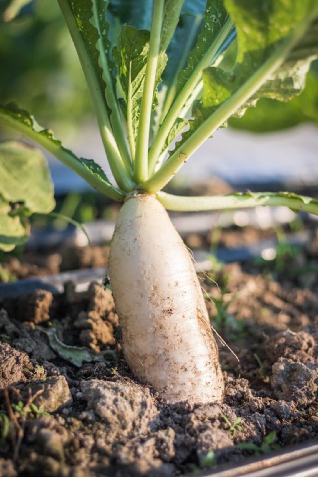 White Radish Seed White Icicle Radish Daikon Radish Seed 125 Seeds per