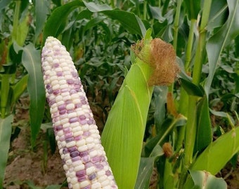 Violet white waxy corn (F1) | Thai violet white waxy corn (F1)