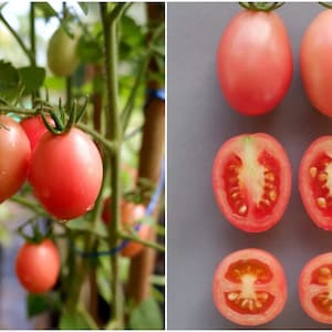 Puede incluir: Primer plano de tomates rosados en una vid y cortados por la mitad, mostrando las semillas en el interior. Los tomates son de color rosa claro y tienen una forma ovalada lisa.
