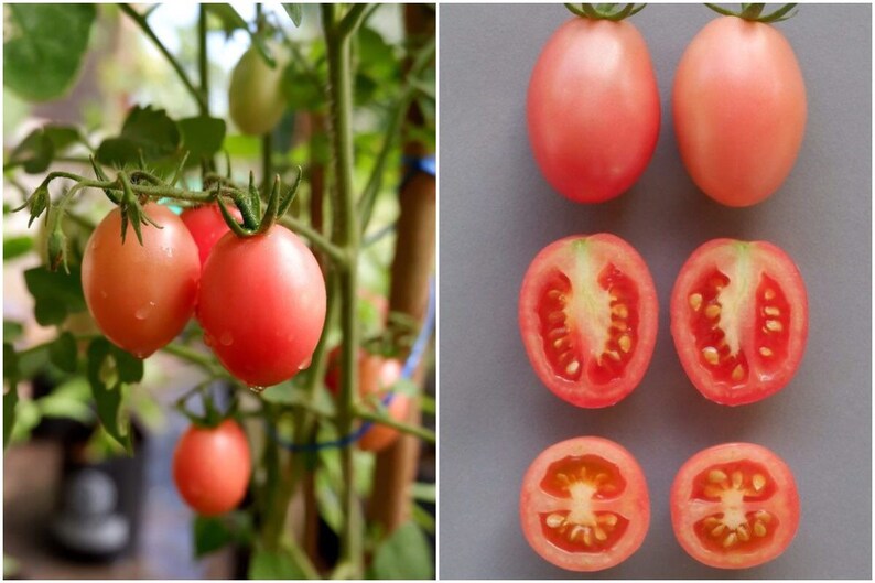 Puede incluir: Primer plano de tomates rosados en una vid y cortados por la mitad, mostrando las semillas en el interior. Los tomates son de color rosa claro y tienen una forma ovalada lisa.
