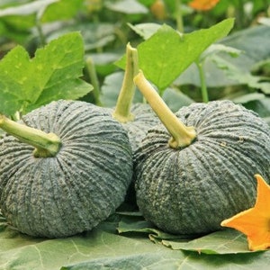 May include: Two green pumpkins with a textured surface and stems. The pumpkins are sitting on green leaves.