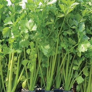 Puede incluir: Primer plano de un manojo de tallos de apio verde con hojas. El apio est&aacute; creciendo en una bandeja de pl&aacute;stico negro.