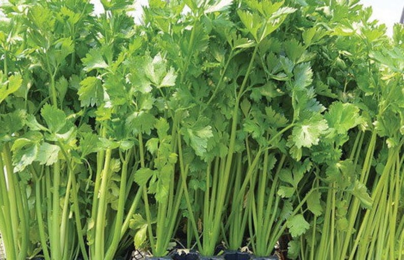Puede incluir: Primer plano de un manojo de tallos de apio verde con hojas. El apio est&aacute; creciendo en una bandeja de pl&aacute;stico negro.