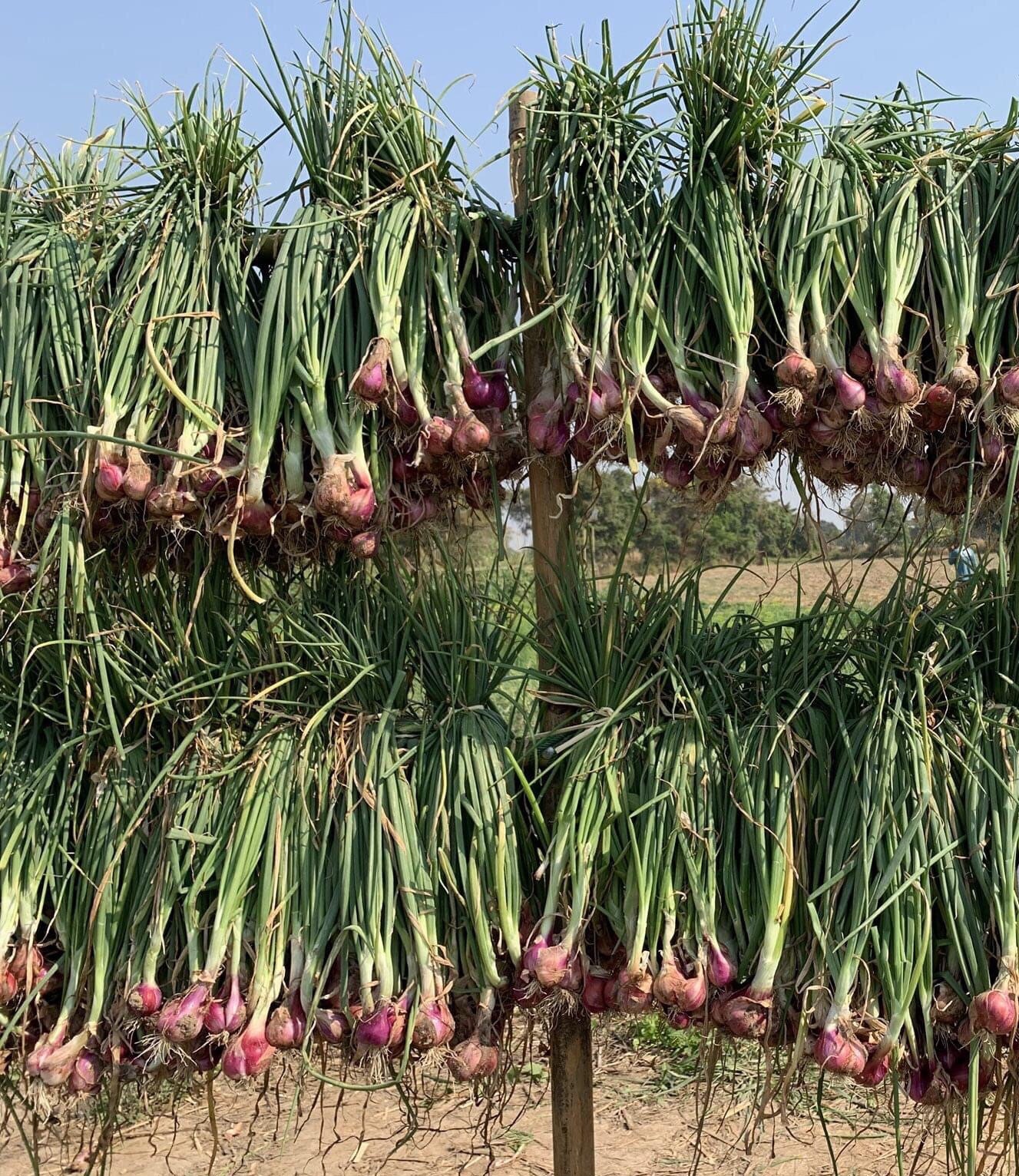 NERO SHALLOT Sets - Non-Gmo Bulbs, Garden Seed Shallots - Traditional Round  Shape, Fresh Multiplier Onions