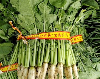 Korean Young Summer Radish Seed | Yeolmu (열무) Seed