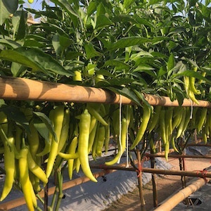 Thai white hot pepper Seed  | Prek Num Kaow Seed
