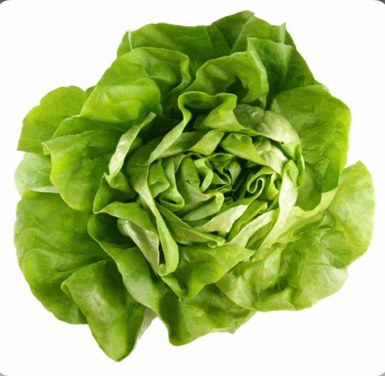 Baby Butterhead Lettuce Seed Etsy