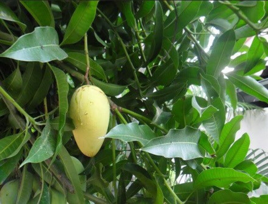 Live Choc Anon mango tree Choc Anan mango | Etsy