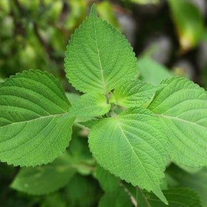 Korean Perilla frutescens ( green) |Non GMO