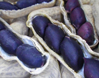 Thai Black Diamond Peanut Seed | Black Peanut Seed | Black Groundnut Seed (Seed For Growing)