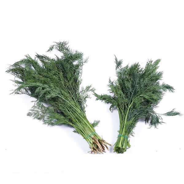 Thai Dill Seed | Pakshelaos Seed