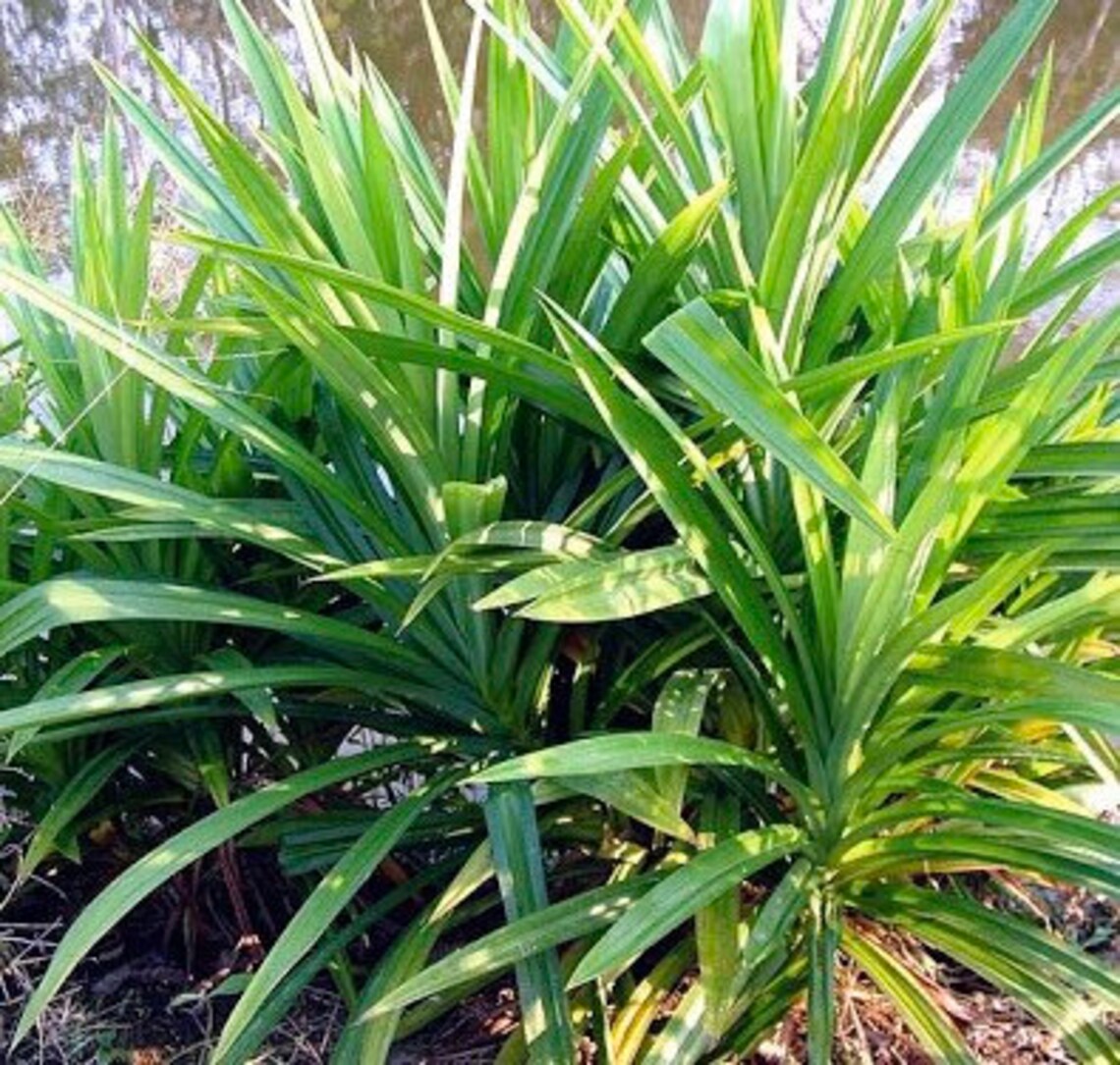 Live Pandan PLant Pandanus amaryllifolius PLANT /Bai Toei Etsy