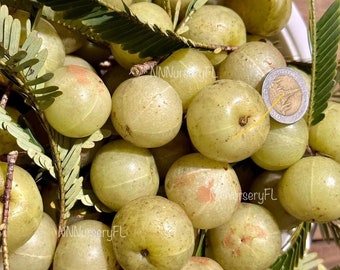 Indian Gooseberry Seed (Large Fruit)  | Phyllanthus emblica seed
