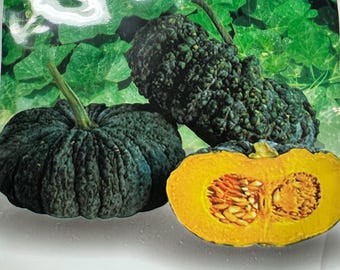 Thai Pumpkin Seed (OP)