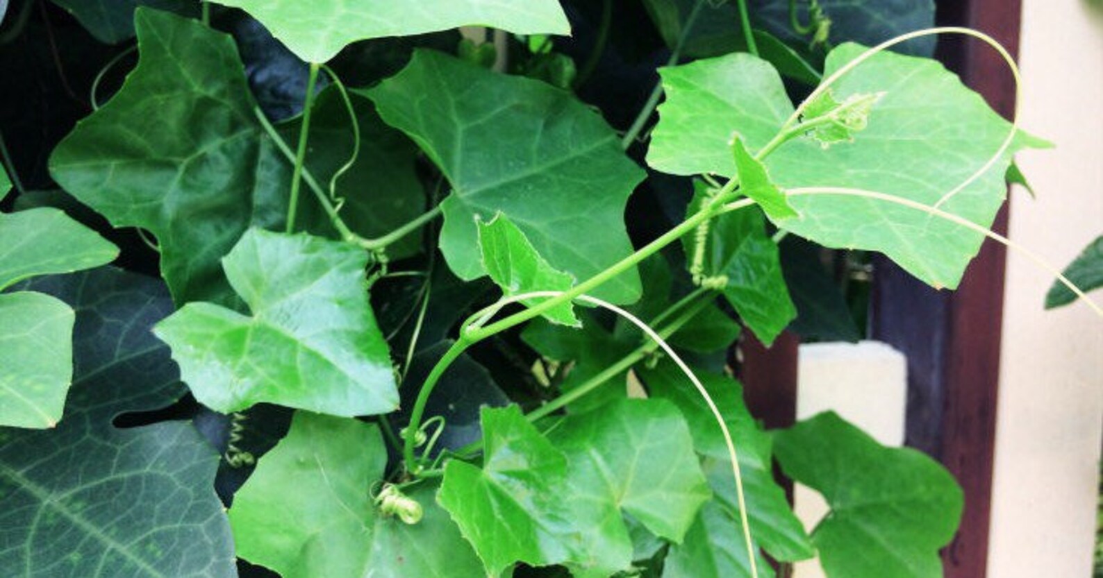 LIVE Ivy gourd PLANT Tumluang In Thai Coccinia grandis Etsy