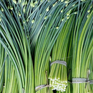 May include: A bunch of green garlic scapes tied together with twine. The scapes are long and slender with a slightly bulbous end.