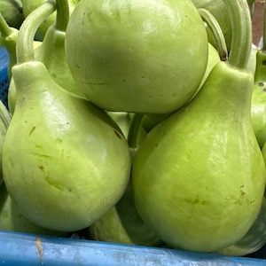 May include: A close-up of a group of green gourds, some with stems, in a blue plastic container. The gourds are smooth and round, with a slightly pear-shaped form.