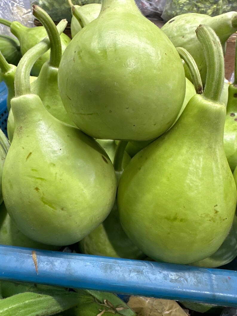 May include: A close-up of a group of green gourds, some with stems, in a blue plastic container. The gourds are smooth and round, with a slightly pear-shaped form.