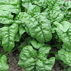 Italian Spinach Seed | Big leaf spinach seed
