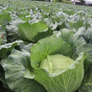 Taiwanese green flat cabbage (F1) | Asian Flat cabbage Seed (F1)