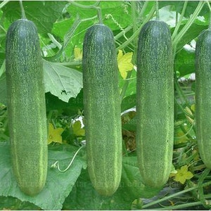 Thai long cucumber (F1) Seed | Tang Ran (F1 hybrid) seeds